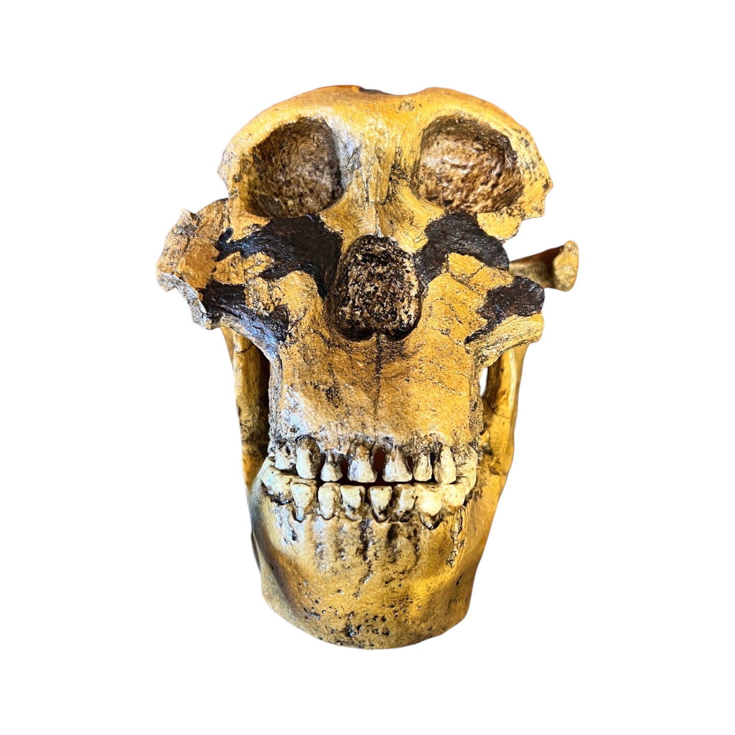 Skull Replica (Zinjanthropus)