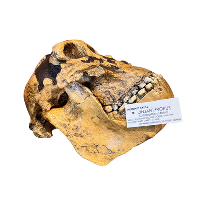 Skull Replica (Zinjanthropus)