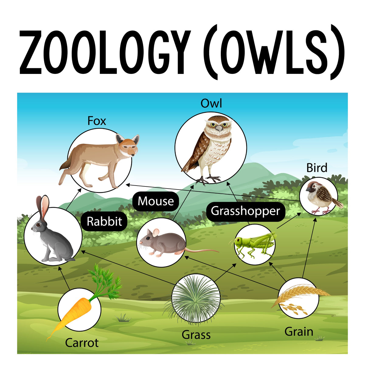Zoology Class (Owl Pellets)