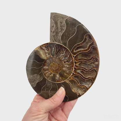 Ammonite Half (5-6")