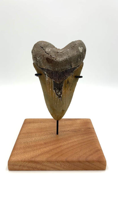 5.5" Megalodon Tooth Fossil with Stand