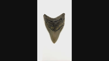 Fossil Shark Tooth (Megalodon Tooth, 4.5")