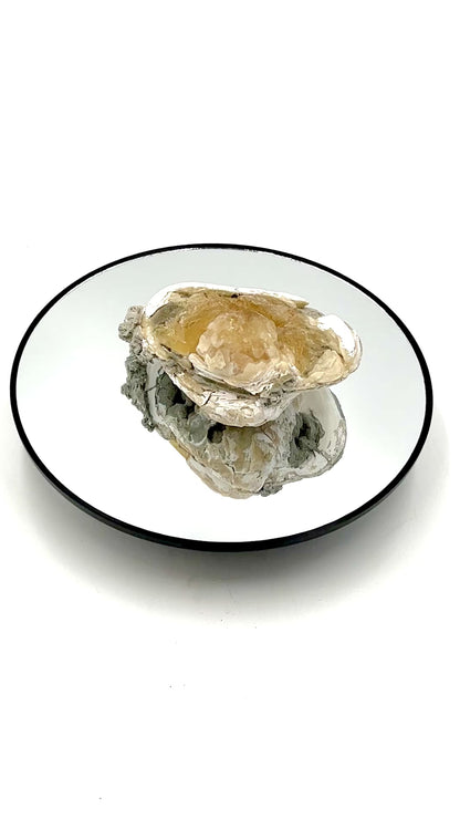 Fossilized Clam with Calcite