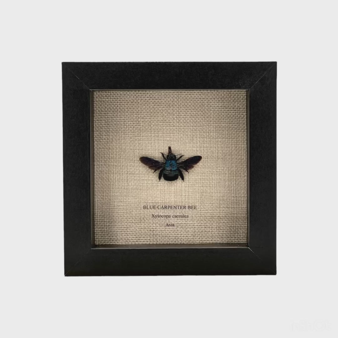 Blue Carpenter Bee in Framed Display – Tyrannostorus