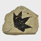 Fossil Maple Leaf