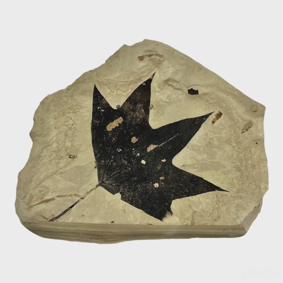 Fossil Maple Leaf
