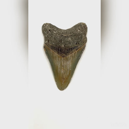 Fossil Shark Tooth (Megalodon Tooth, 3")