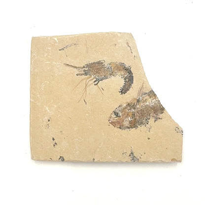 Fossil Shrimp and Fish