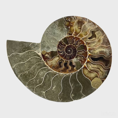 Ammonite (8.375" Halves or Pair)