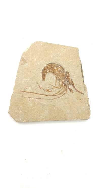 Fossil Shrimp (Carpopenaeus)