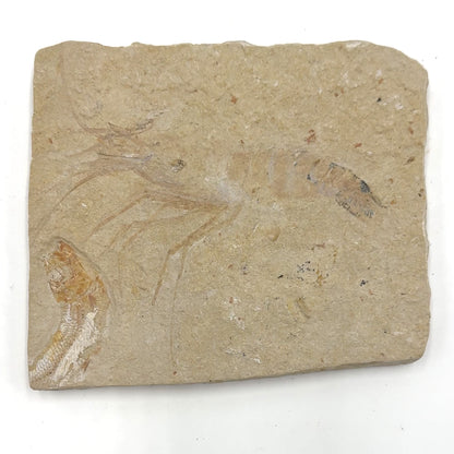 Fossil Lobster (Pseudodastacus) from Lebanon