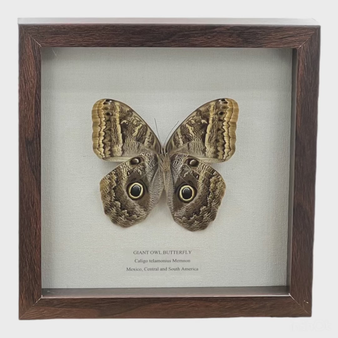 Giant Owl Butterfly – Tyrannostorus