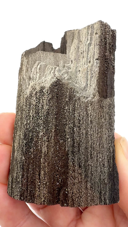 German Petrified Wood