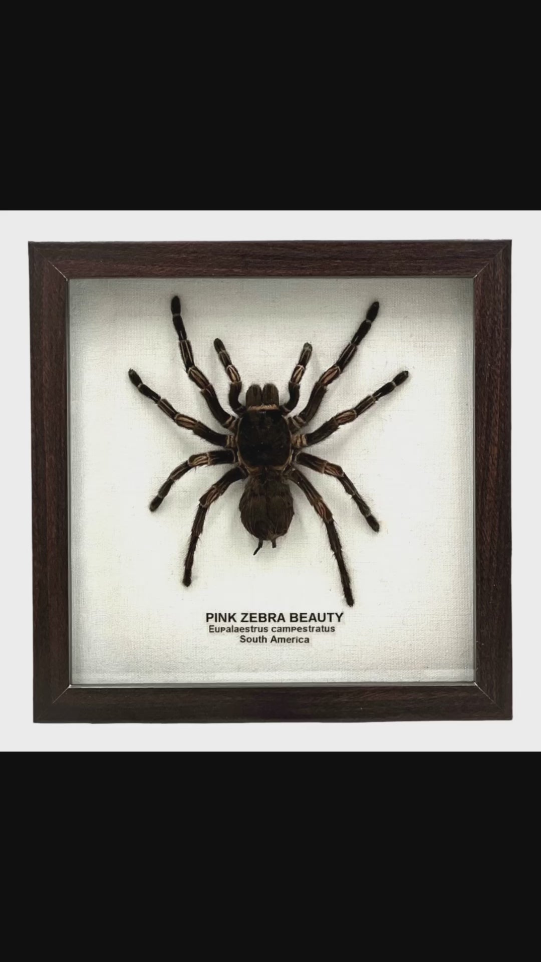 Pink Zebra Beauty Tarantula – Tyrannostorus