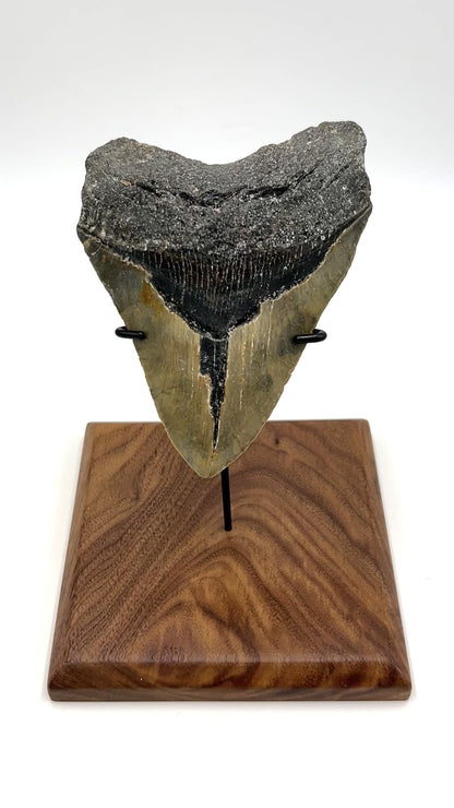 6" Megalodon Tooth Fossil with Stand