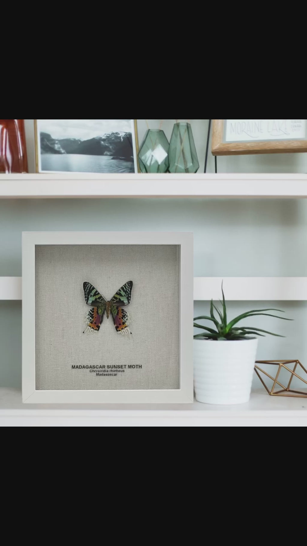 Madagascar Sunset Moth