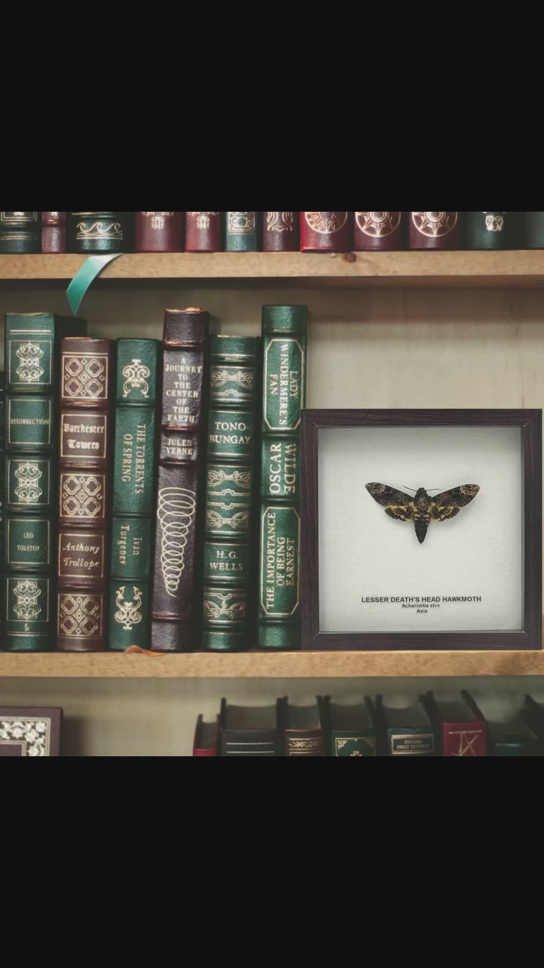 Lesser Death's Head Hawkmoth