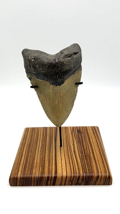 5.5" Megalodon Tooth Fossil with Stand