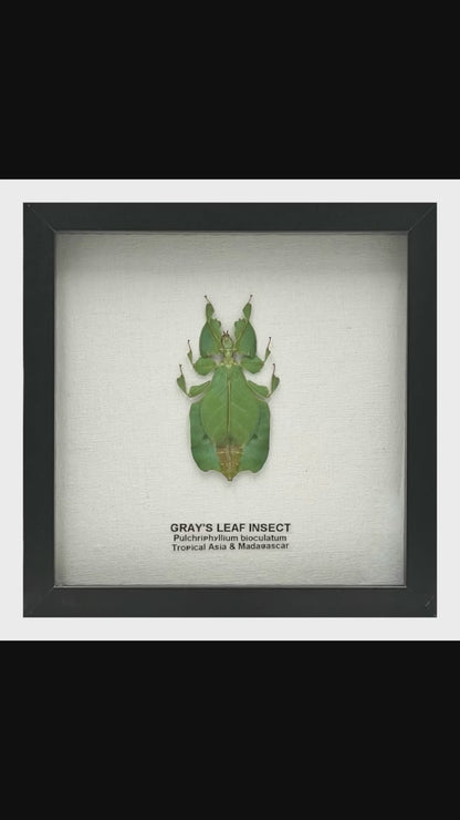 Gray's Leaf Insect