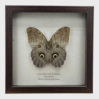 Giant Forest Owl Butterfly