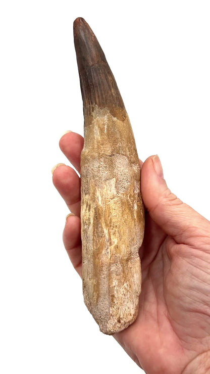 Fossilized Dinosaur Tooth (Spinosaurus, 6-7")