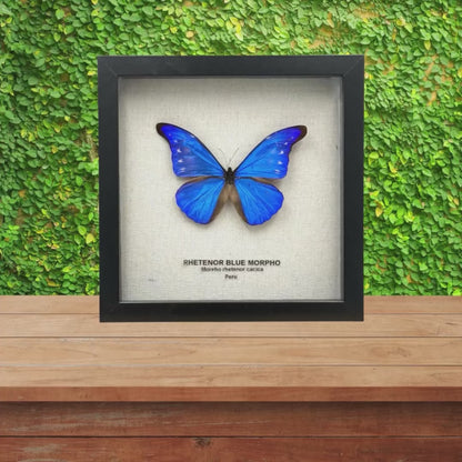 Rhetenor Blue Morpho Butterfly