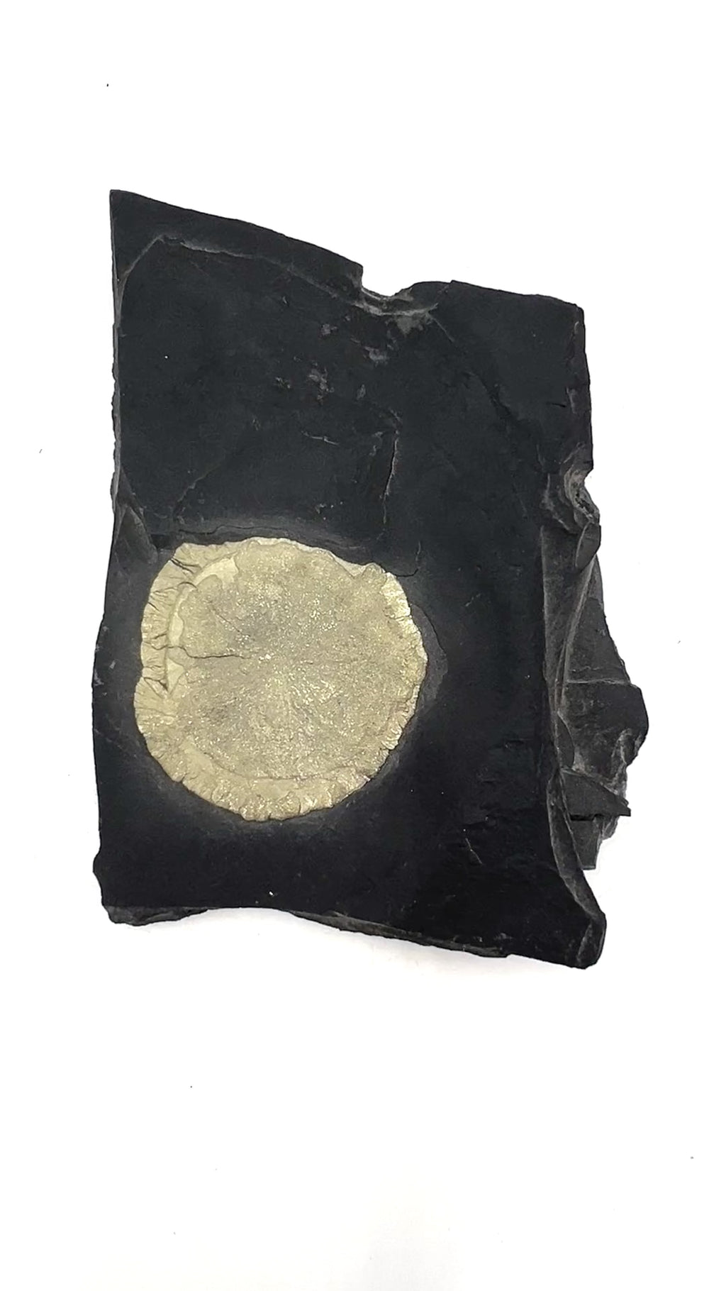 Pyrite Sun in Matrix