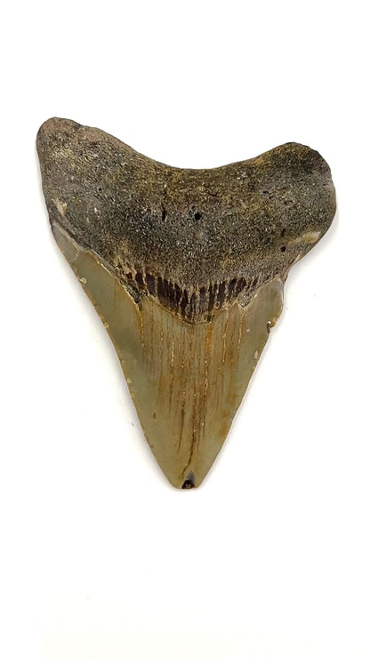 Fossil Shark Tooth (Megalodon Tooth, 3")