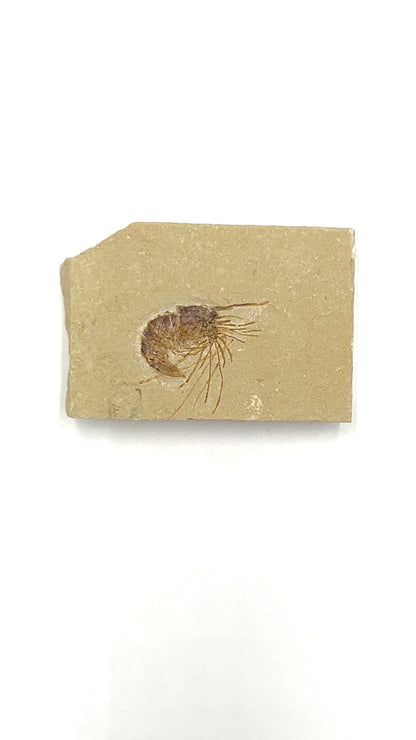 Fossil Shrimp (Carpopenaeus)