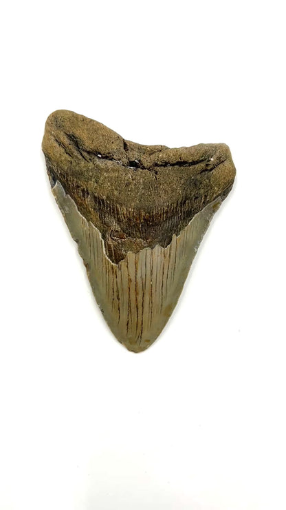 Fossil Shark Tooth (Megalodon Tooth, 4.5")