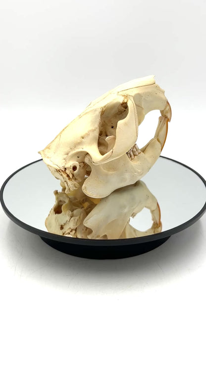 Skull (Beaver, Large)